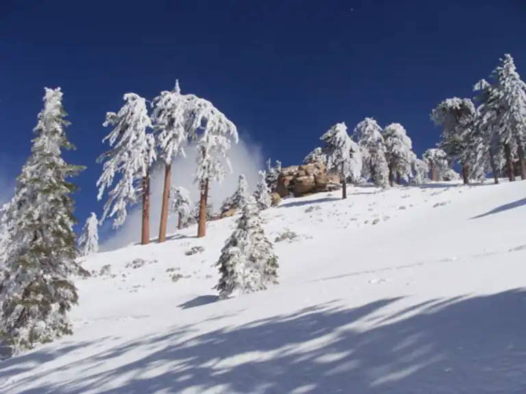 snow-covered ski slopes and evergreen forest at Snow Valley
